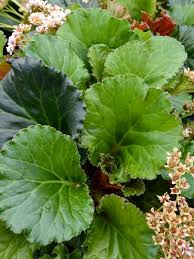 Attēlu rezultāti vaicājumam “Bergenia crassifolia”