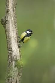 Attēlu rezultāti vaicājumam “Parus major”