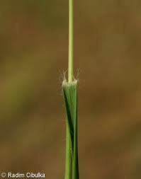 Attēlu rezultāti vaicājumam “Danthonia decumbens bud”