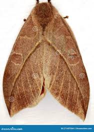 Attēlu rezultāti vaicājumam “Saturniidae”