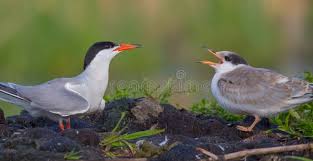 Attēlu rezultāti vaicājumam “Sterna hirundo adult”