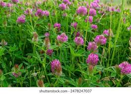 Attēlu rezultāti vaicājumam “Trifolium alpestre”