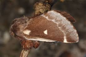 Attēlu rezultāti vaicājumam “Eriogaster lanestris”