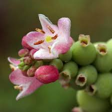 Attēlu rezultāti vaicājumam “Symphoricarpos albus flower”