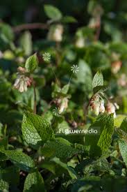 Attēlu rezultāti vaicājumam “Symphytum grandiflorum”