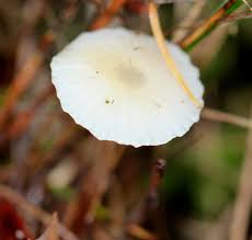 Attēlu rezultāti vaicājumam “Mycena abramsii”