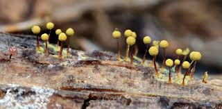 Attēlu rezultāti vaicājumam “Cribraria argillacea young”