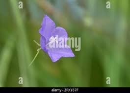 Attēlu rezultāti vaicājumam “Campanula persicifolia bud”
