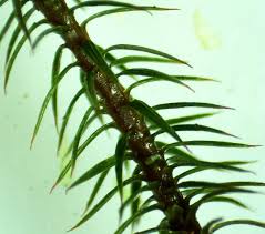 Attēlu rezultāti vaicājumam “Polytrichum juniperinum sporophyte”