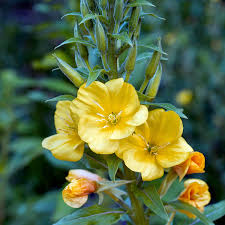 Image result for Oenothera biennis