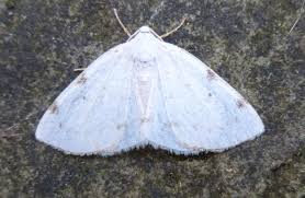 Attēlu rezultāti vaicājumam “Lomographa bimaculata”