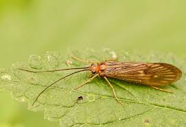 Attēlu rezultāti vaicājumam “Potamophylax”