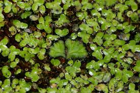 Attēlu rezultāti vaicājumam “Ricciocarpos natans”