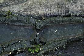 Attēlu rezultāti vaicājumam “Biscogniauxia repanda”