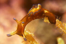 Attēlu rezultāti vaicājumam “Hoplia parvula imago”