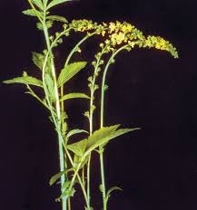Attēlu rezultāti vaicājumam “Agrimonia eupatoria leaf”