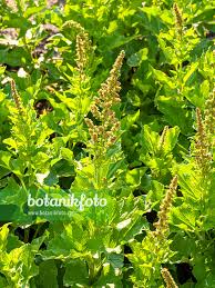 Attēlu rezultāti vaicājumam “Chenopodium bonus-henricus leaf”