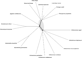 Attēlu rezultāti vaicājumam “Orthotrichum, Nyholmiella”