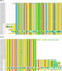 Attēlu rezultāti vaicājumam “Aleurochiton aceris nymph”