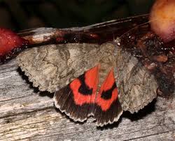 Attēlu rezultāti vaicājumam “Catocala nupta”