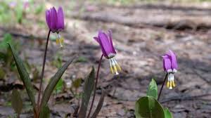 Attēlu rezultāti vaicājumam “Erythronium sibiricum flower”