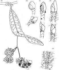 Attēlu rezultāti vaicājumam “Tilia cordata bud”