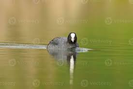 Attēlu rezultāti vaicājumam “Fulica atra adult”