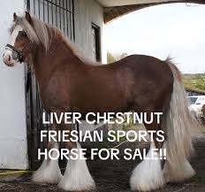 Image result for chestnut friesian