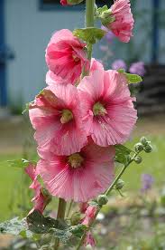 Attēlu rezultāti vaicājumam “Alcea rosea”