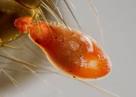 Attēlu rezultāti vaicājumam “Hydrachna”