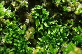 Attēlu rezultāti vaicājumam “Gyroweisia tenuis”