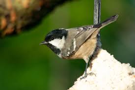 Attēlu rezultāti vaicājumam “Periparus ater”