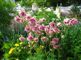 Image result for Aquilegia vulgaris `Nora Barlow`