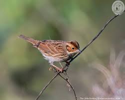 Image result for Emberiza pusilla