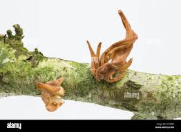 Attēlu rezultāti vaicājumam “Macrotyphula fistulosa var. contorta”