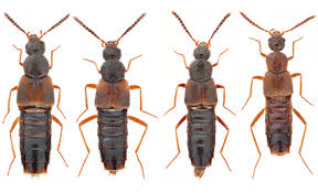 Attēlu rezultāti vaicājumam “Perichaena sp.”