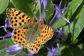 Attēlu rezultāti vaicājumam “Issoria lathonia”