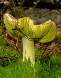 Attēlu rezultāti vaicājumam “Tricholoma flavovirens”