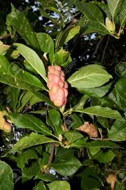 Attēlu rezultāti vaicājumam “Magnolia kobus fruit”