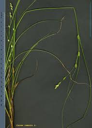 Attēlu rezultāti vaicājumam “Carex remota leaf”