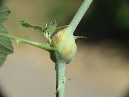 Attēlu rezultāti vaicājumam “Lasioptera rubi”