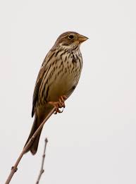 Image result for Emberiza calandra