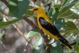 Attēlu rezultāti vaicājumam “Oriolus oriolus”