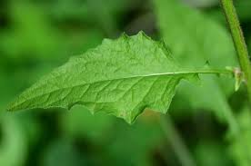 Attēlu rezultāti vaicājumam “Lapsana communis leaf”