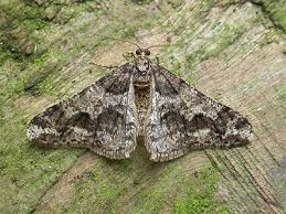 Attēlu rezultāti vaicājumam “Agriopis leucophaearia”