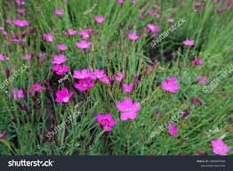 Attēlu rezultāti vaicājumam “Dianthus deltoides bud”
