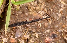 Attēlu rezultāti vaicājumam “Amaurochaete fusiformis spores”