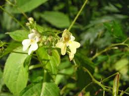 Attēlu rezultāti vaicājumam “Impatiens parviflora flower”