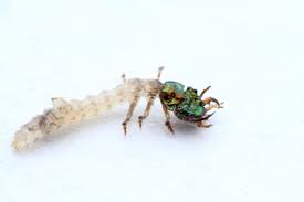 Attēlu rezultāti vaicājumam “Cicindela sylvatica imago”