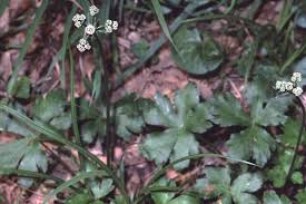 Attēlu rezultāti vaicājumam “Sanicula europaea bud”